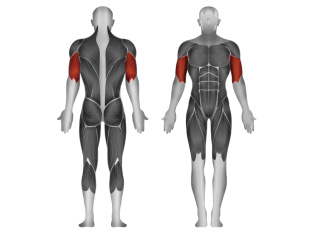 Steel Flex Club Line CL2BT Бицепс / Трицепс